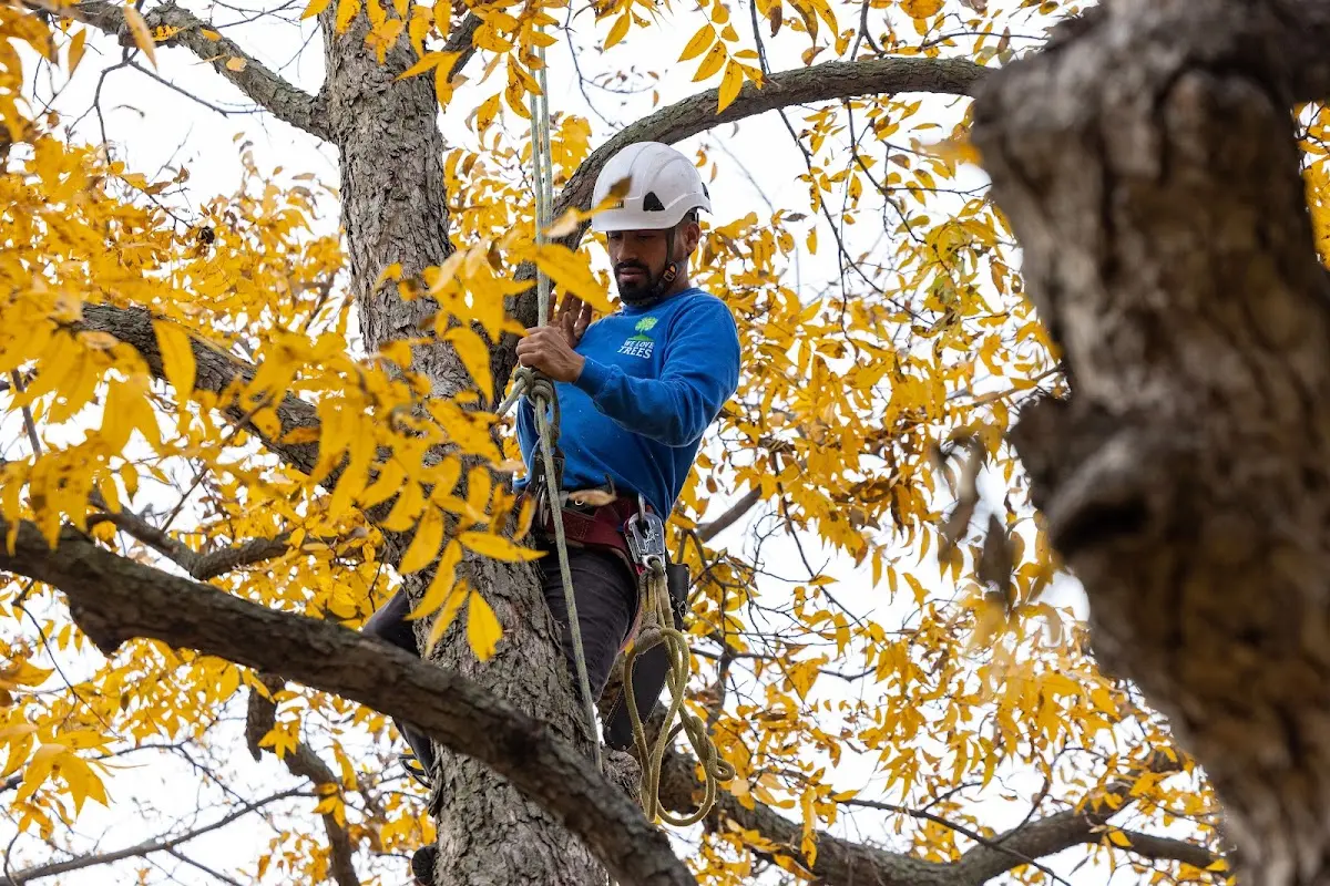 Skilled Tree Trimming crew working in Gordon